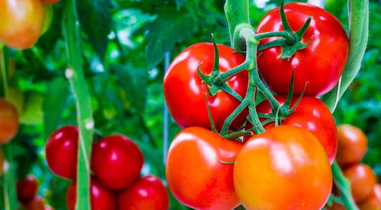 Atskleidė geras pomidorų trąšas: išbandykite šiemet (nuotr. 123rf.com)