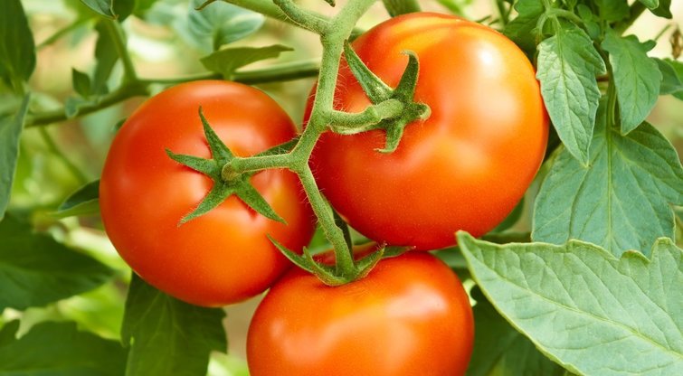 Sulauksite trigubo pomidorų derliaus (nuotr. 123rf.com)