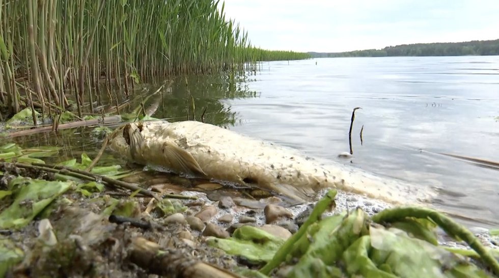 Kauno mariose masiškai gaišta žuvys: žvejai tikina – tokios blogos situacijos nėra regėję (nuotr. stop kadras)