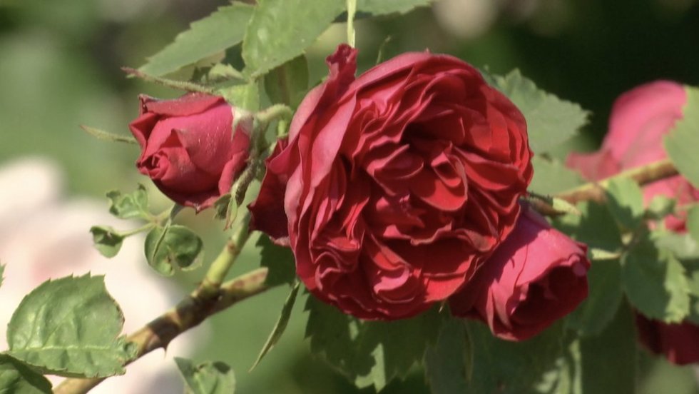 Kauno botanikos sode svaigsta galva nuo rožių aromatų