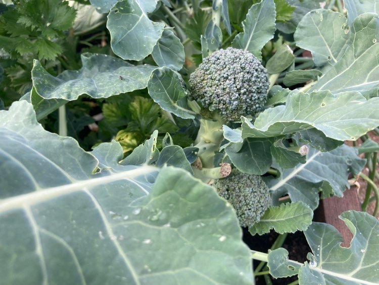 Brokoliai Eleonoros darže