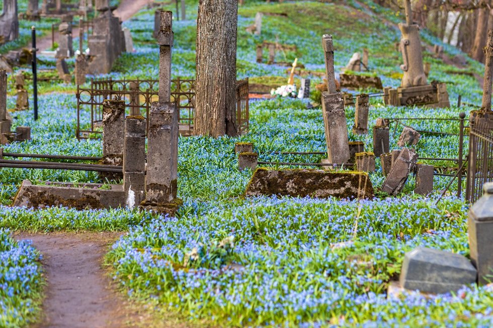 Bernardinų kapinėse žydi scylės (nuotr. Broniaus Jablonsko)