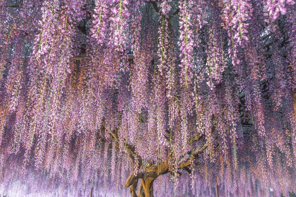 Įžengę į Ašikagos gėlių parką Točigos mieste, Japonijoje, galėsite pamatyti kininės visterijos medį, kuris dažnai vadinamas gražiausiu medžiu pasaulyje
