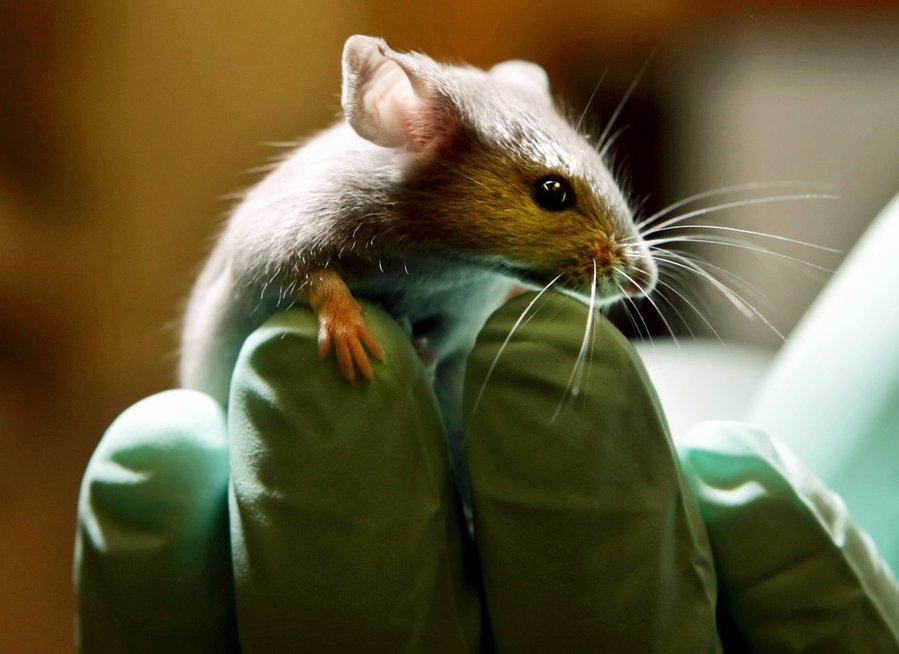 Laboratoriniai bandymai su pelėmis (nuotr. SCANPIX)