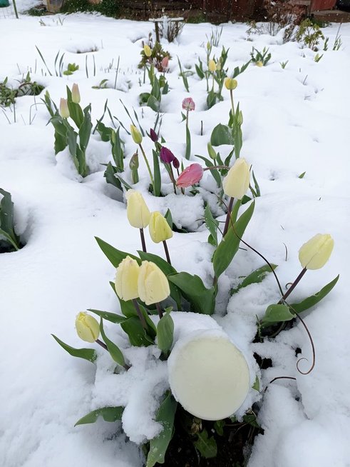 Sniegas Alytaus rajone (nuotr. Jūratė Gudaitienė / Orų entuziastai)