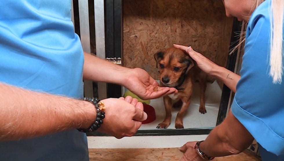  „TV Pagalbos“ veterinaras Morkūnas nenustoja daryti gerus darbus: padėjo kenčiančiam keturkojui