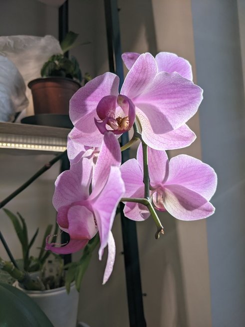 Orchidėja (nuotr. asm. archyvo)