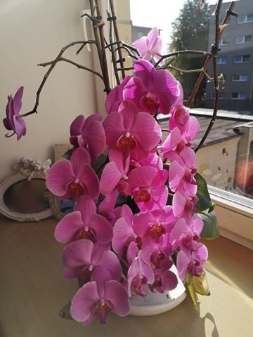 Kaunietės Onutės orchidėjos stebina visas drauges (nuotr. asm. archyvo)