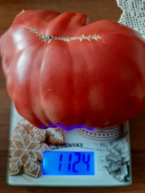 Ingos šiltnamyje – kilogramą sveriantys pomidorai