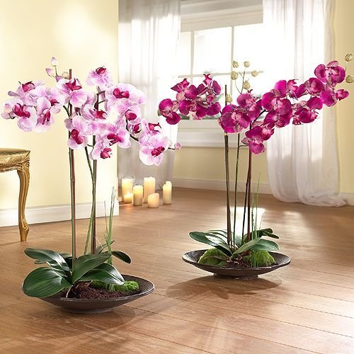 Užburiantis orchidėjų žydėjimas (nuotr. pinterest.com)