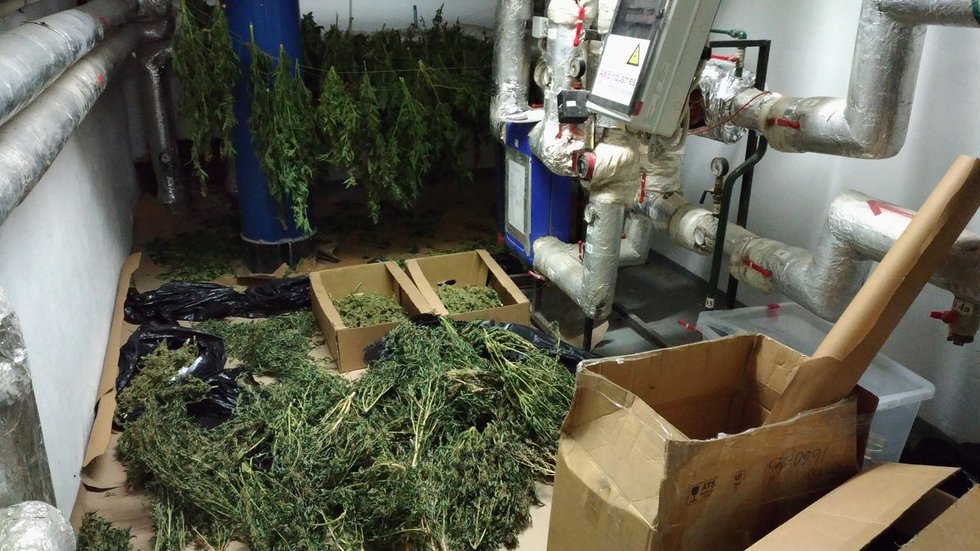 Policija demaskavo dvi kanapių auginimo laboratorijas (nuotr. Policijos)