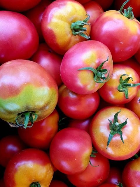 Pomidorai su kalio trūkumu  