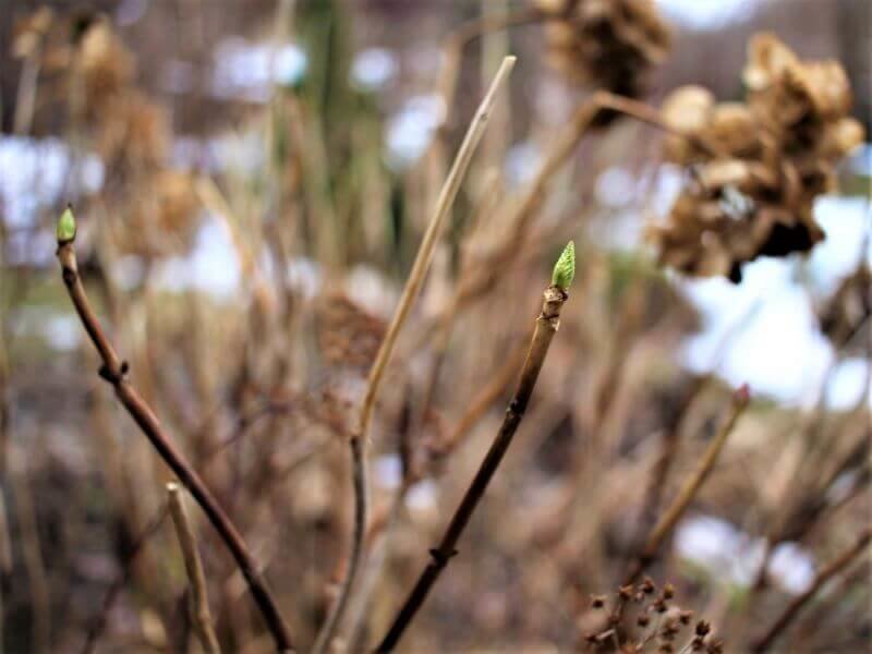 Šluotinės hortenzijos ūgliai (nuotr. Lina Liubertaitė)