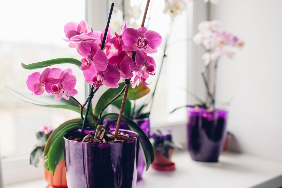 Orchidėja namuose 