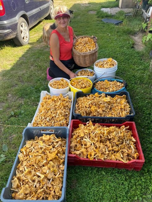 Varėniškė Ramunė Verbickienė pririnko 55 kilogramus voveraičių