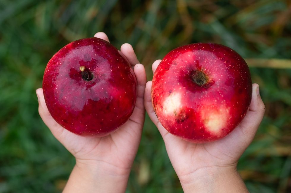 Kaip atkeliauja obuoliai iki vaikučių rankų?