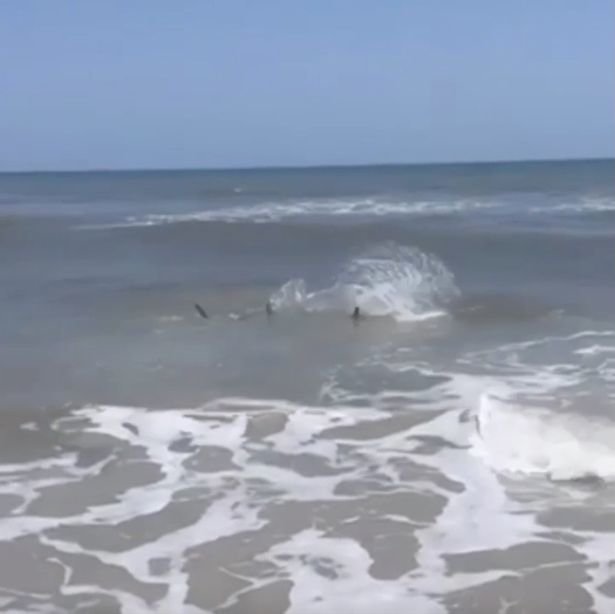 JAV rytinėje pakrantėje pastebėti rykliai (nuotr. Instagram)