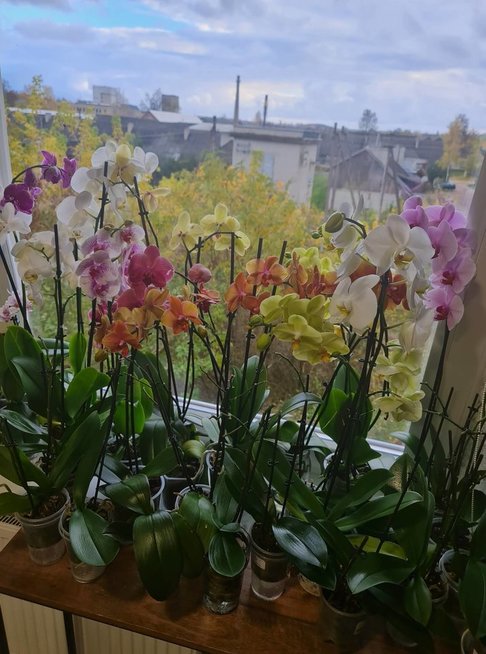 Renatos namuose nuolat žydi orchidėjos (nuotr. asm. archyvo)