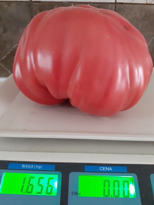 Pomidoras „Sveta“ pasiekė įspūdingą svorį (nuotr. asm. archyvo)