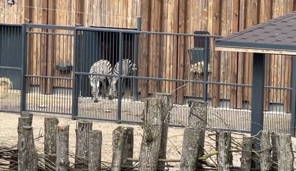 Kauno zoologijos sodo zebrai (nuotr. Youtube/ Kas vyksta Kaune)