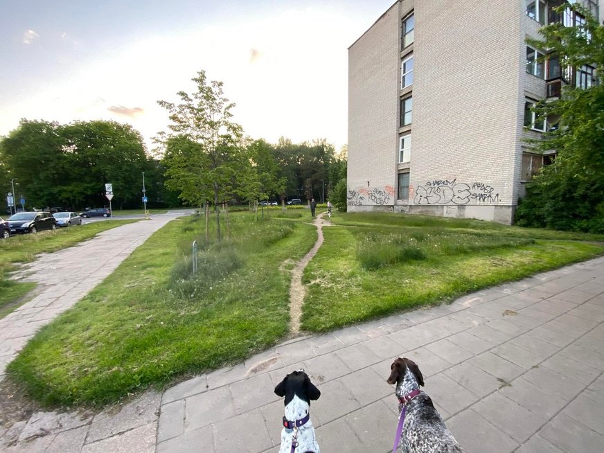 Pasivaikščiojimas su šunimis nepilnai nušienautame Vilniuje (nuotr. skaitytojo)