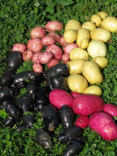 Juodos bulvės (nuotr. Donatos Jankauskienės)