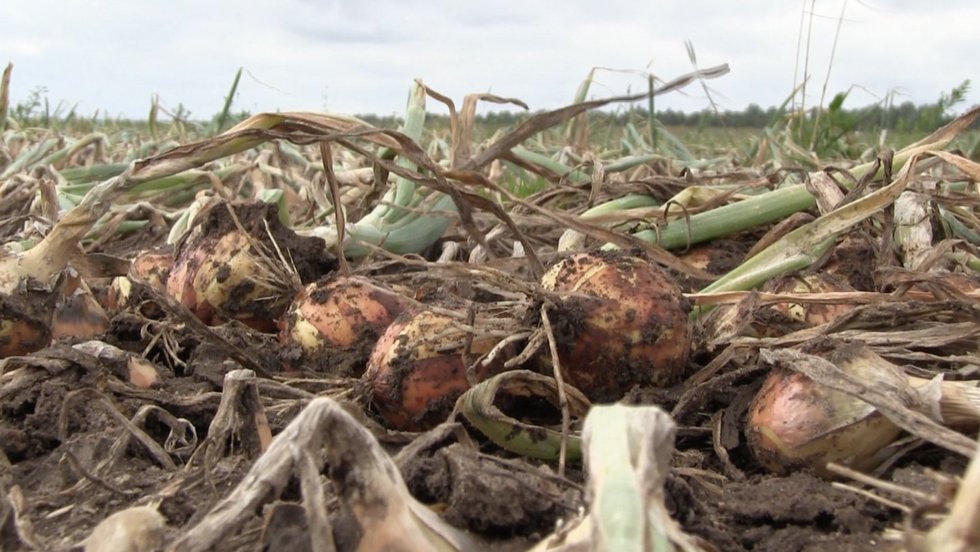 Ūkininkai nusivylę: gamta sumaišė mėnesius ir kirto per derlių, produktai brangs