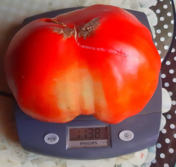 Linos šiltnamyje – įspūdingas pomidoras
