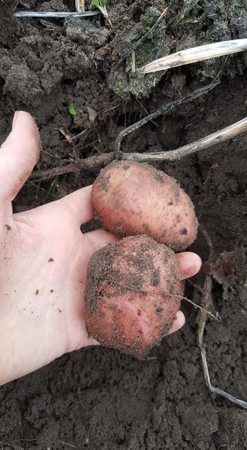 Sausio viduryje – šviežios bulvės (nuotr. Irma Karosienė)