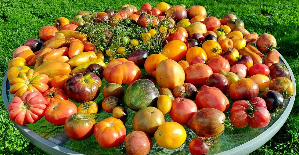 Andželika augina šimtus pomidorų