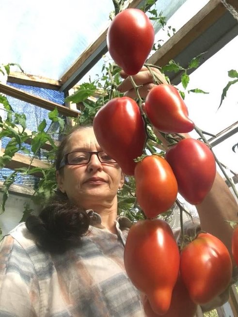 Lilija išbandė beveik 500 pomidorų veislių