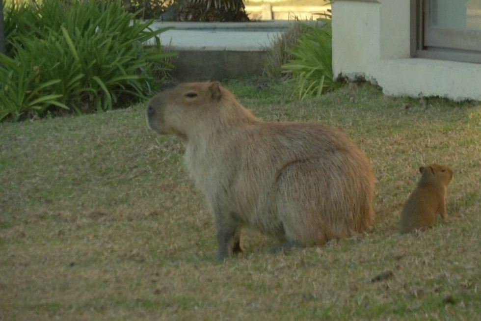 Graužikės kapibaros šturmavo Argentiną: maudosi žmonių baseinuose, niokoja sodus (nuotr. stop kadras)