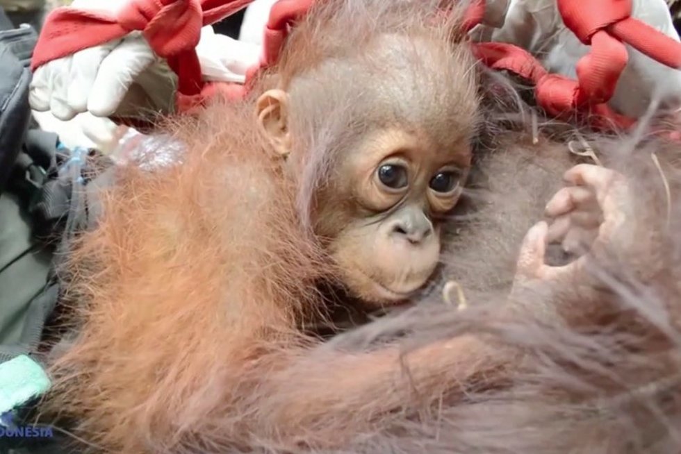 orangutanas (nuotr. stop kadras)