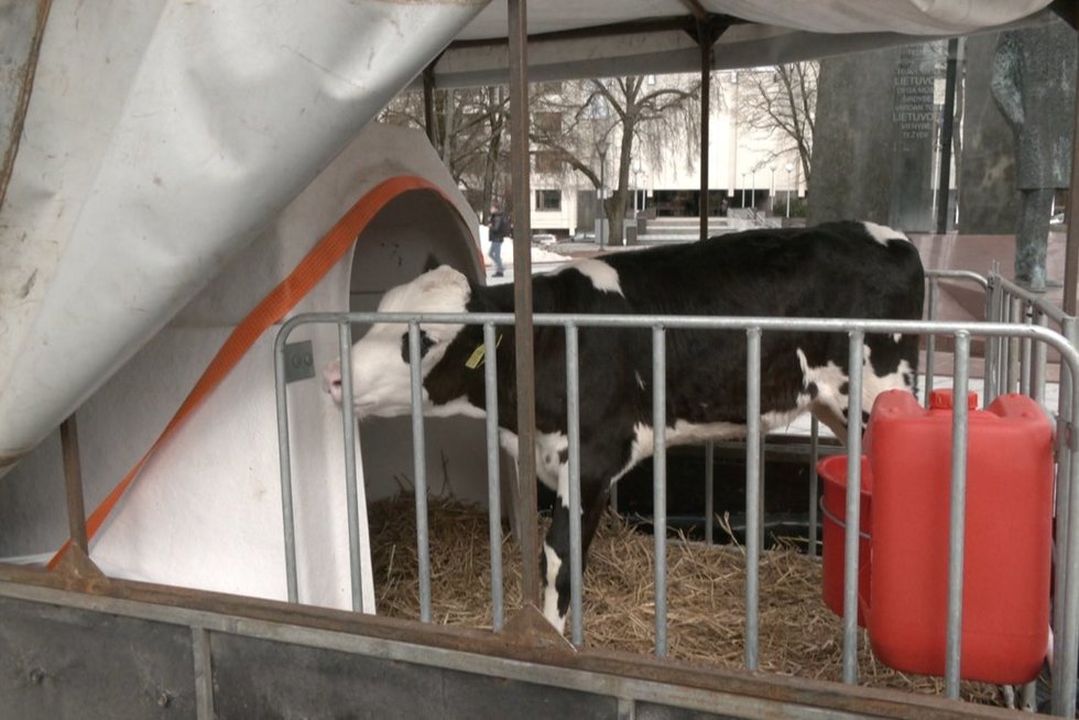 Ūkininkai prie Vyriausybės atsivežė karvę: „Toks vaizdas, kad kalbame į vandenį“ (nuotr. stop kadras)