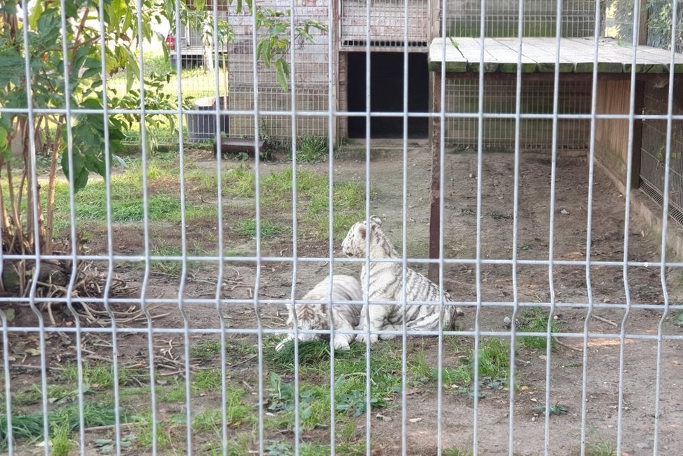 Skandalą Kalvarijos zoologijos sode įpūtė vokiečių televizijos tyrimas: už 4 tūkst. tigriukus gali pirkti kas nori (nuotr. stop kadras)