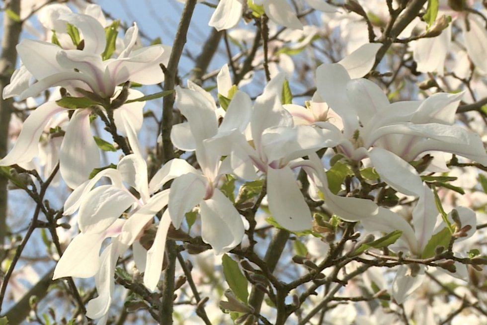 Skinderiškio dendrologiniame parke pražydo tūkstantis magnolijų: viena jų – ypatinga (nuotr. stop kadras)