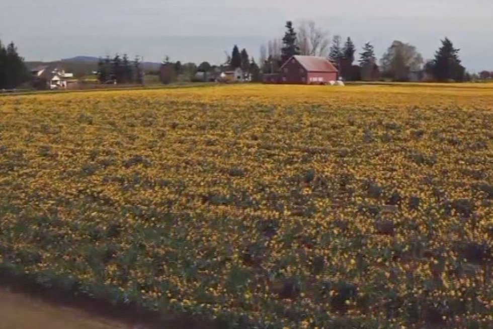 Tulpių laukai (nuotr. TV3)