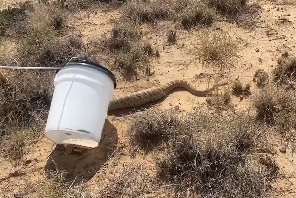 Mokyklos kieme išvydo įspūdingo storio gyvatę: žmonės spėliojo, ką ji galėjo suvalgyti  
