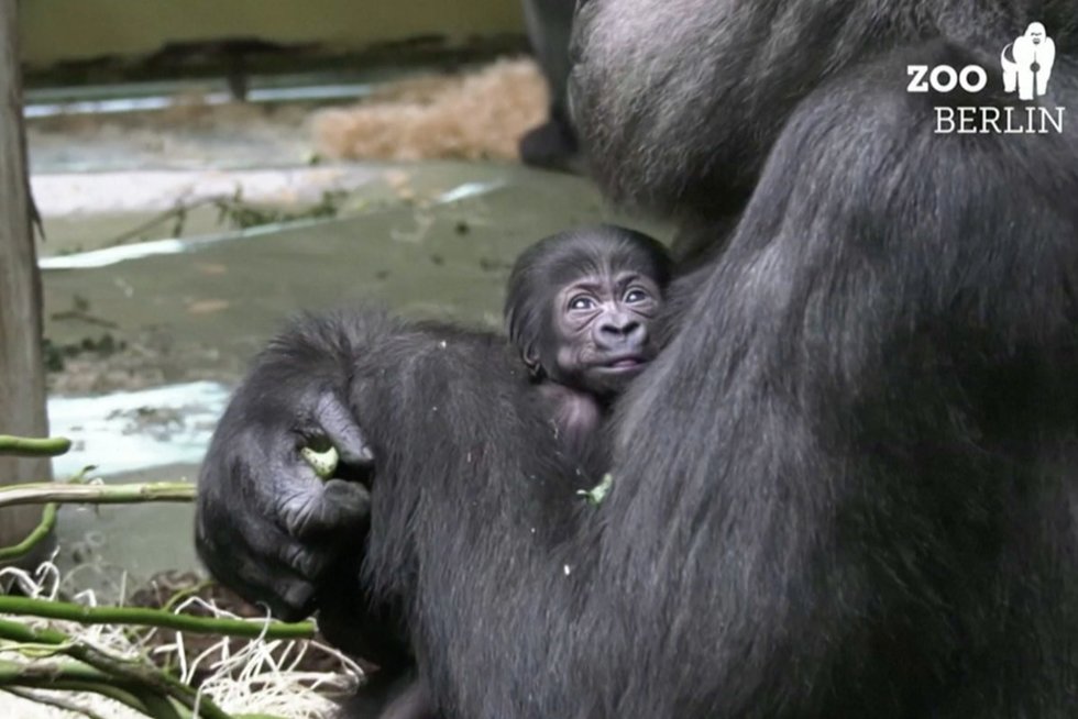 Goriliukas (nuotr. stop kadras)