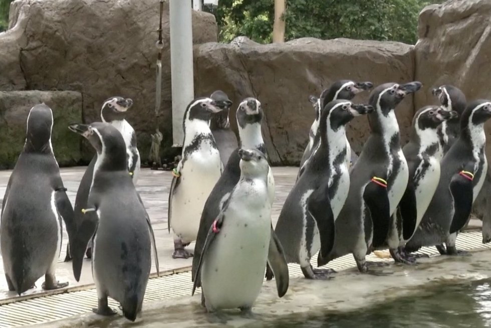 Rutinos paslaptys: pamatykite, kaip zoologijos sodo pingvinai karantino metu išlaiko formą (nuotr. stop kadras)