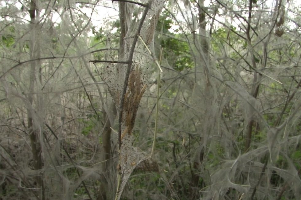 Kai kuriose vietovėse – voratinkliais aptraukti medžiai: gamtininkai paaiškino, kas vyksta (nuotr. stop kadras)