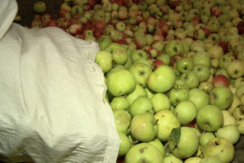 Prasidėjo obuolių supirkimo sezonas, tačiau kai kurie gyventojai net nežada jų nuo žemės kelti: kaina per žema (nuotr. stop kadras)
