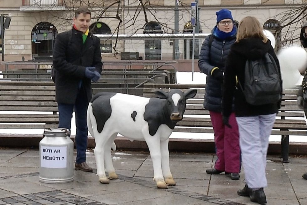Ūkininkai po Vyriausybės langais pastatė plastikinę karvę: „Paliksim Ingridai, gal pradės šerti“ (nuotr. stop kadras)