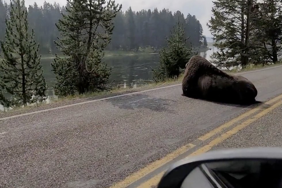 Kelyje – neeilinė kliūtis: užmigęs bizonas ne juokais patampė vairuotojų nervus (nuotr. stop kadras)