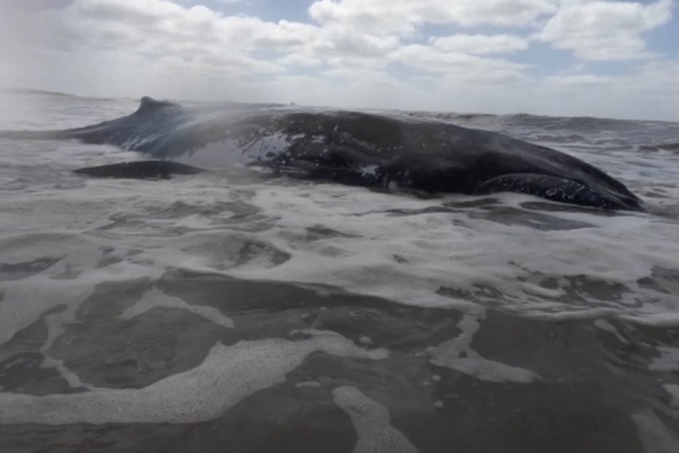 Argentinoje – gelbėjimo operacija: gelbėtojai atgal į vandenį bandė sugrąžinti 30 tonų sveriantį banginį (nuotr. stop kadras)