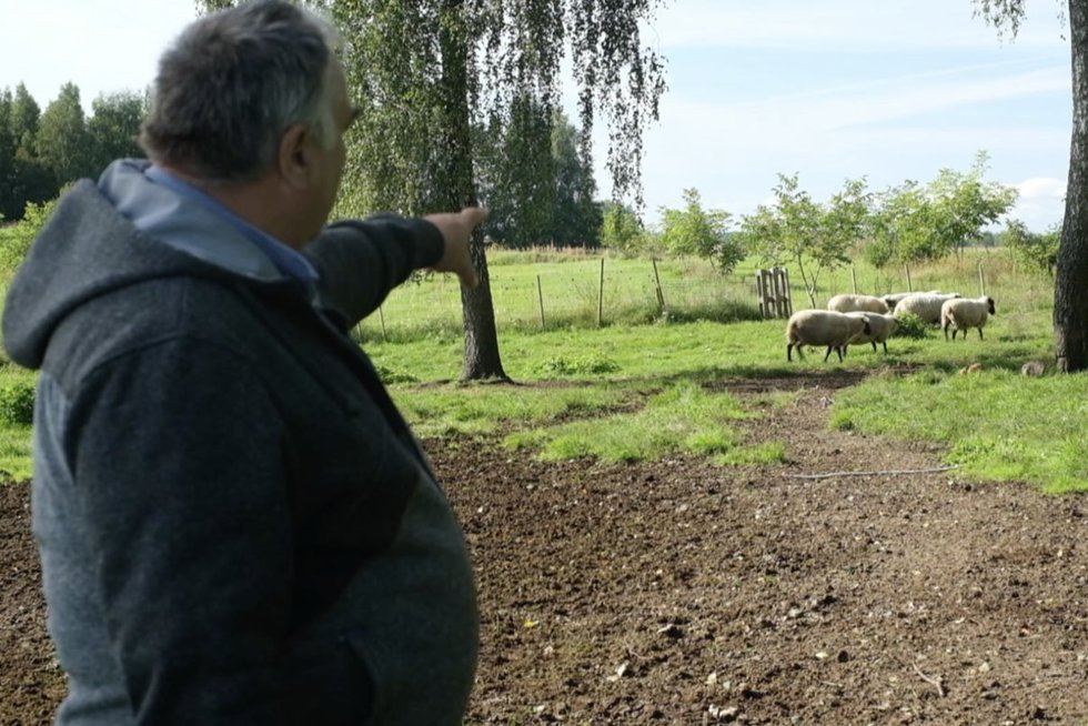 Vilkai išpjovė penkias Gintaro avis: ūkininkai skatina mažinti vilkų populiacija, kiti liepia patiems apsitverti geresnėmis tvoromis (nuotr. stop kadras)