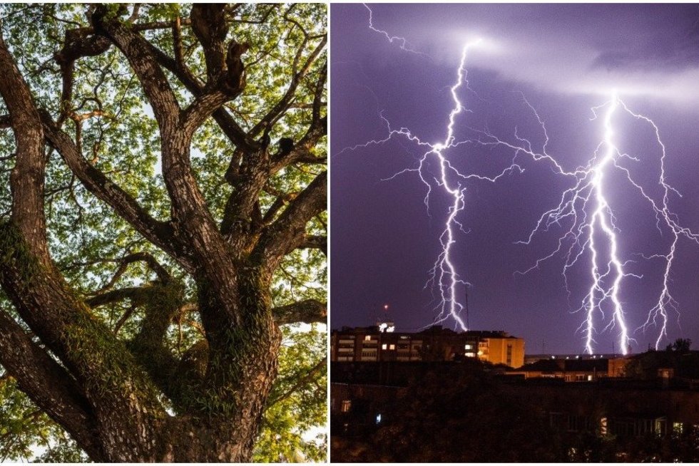 Parodė, kaip atrodo žaibo pakirstas medis: užfiksuoti vaizdai gniaužia kvapą (nuotr. 123rf.com)