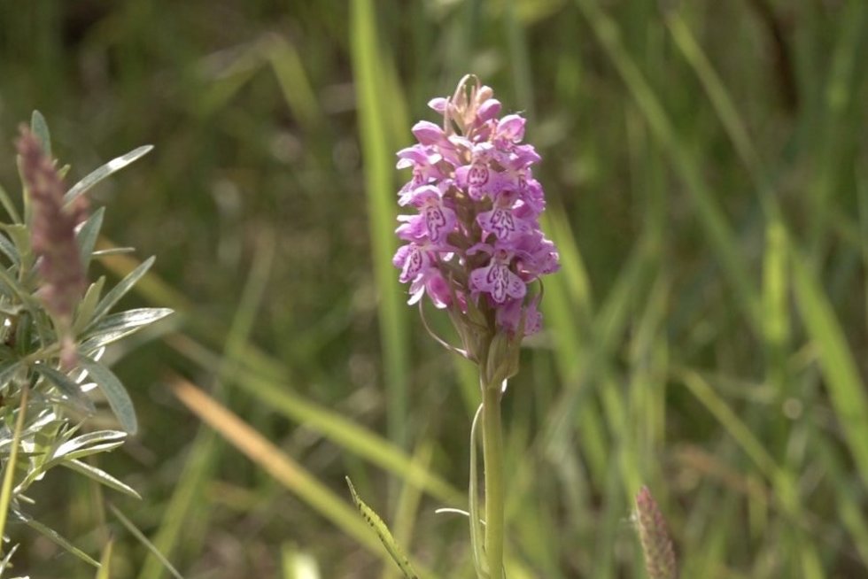 Lietuvoje siaučia laukinių orchidėjų vagys: juodojoje rinkoje vieno augalo kaina siekia 100 eurų (nuotr. stop kadras)