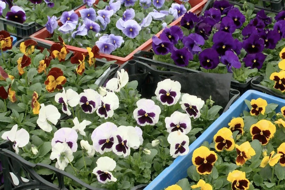 Prekeiviai gėlėmis nusivylę – šiemet prekyba vangi: kaltas esą šaltas pavasaris (nuotr. stop kadras)