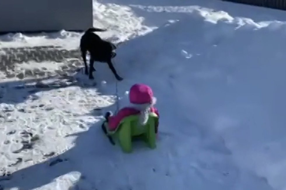 Nufilmavo žiemos linksmybes su šunimi: tempė roges neprasčiau nei Kalėdų Senelio elnias Rudolfas (nuotr. stop kadras)